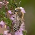 Colletes succinctus (Heather Colletes).jpg